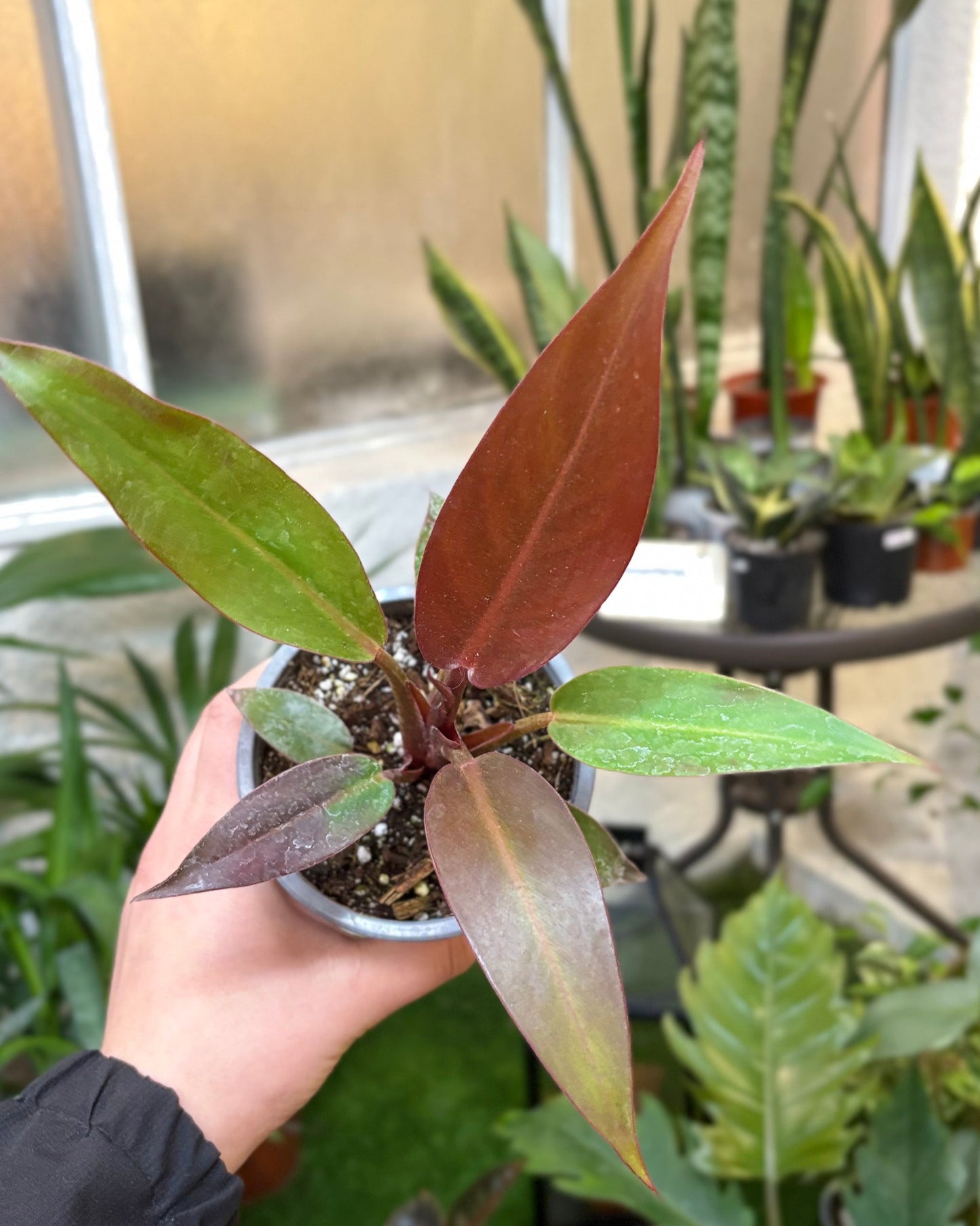 Philodendron Red Sun