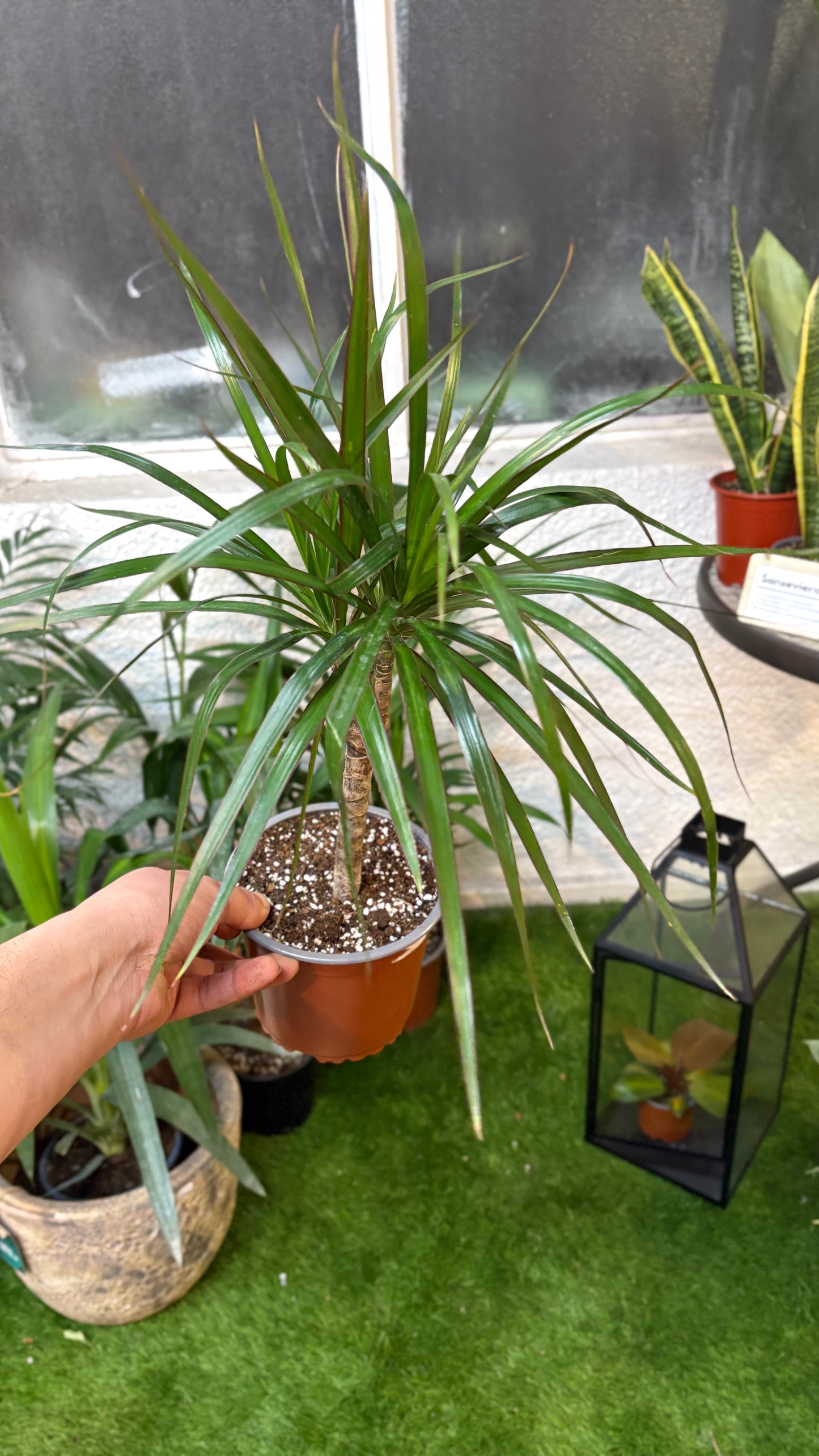 Drácena Marginata Verde – Elegancia Minimalista y Resistencia en una Sola Planta