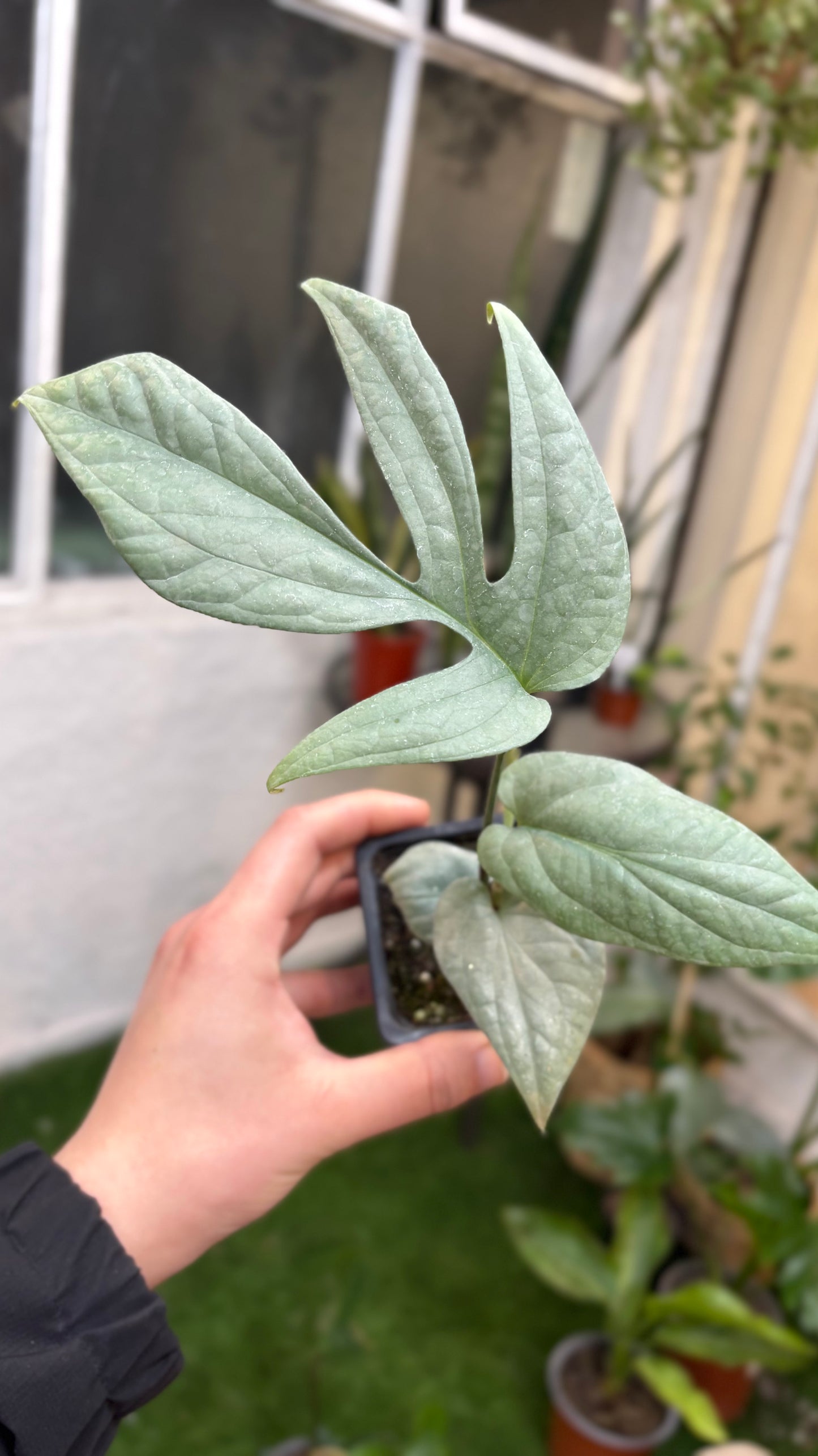 Amydrium Silver – Textura Tropical y Tono Plateado que Cautiva