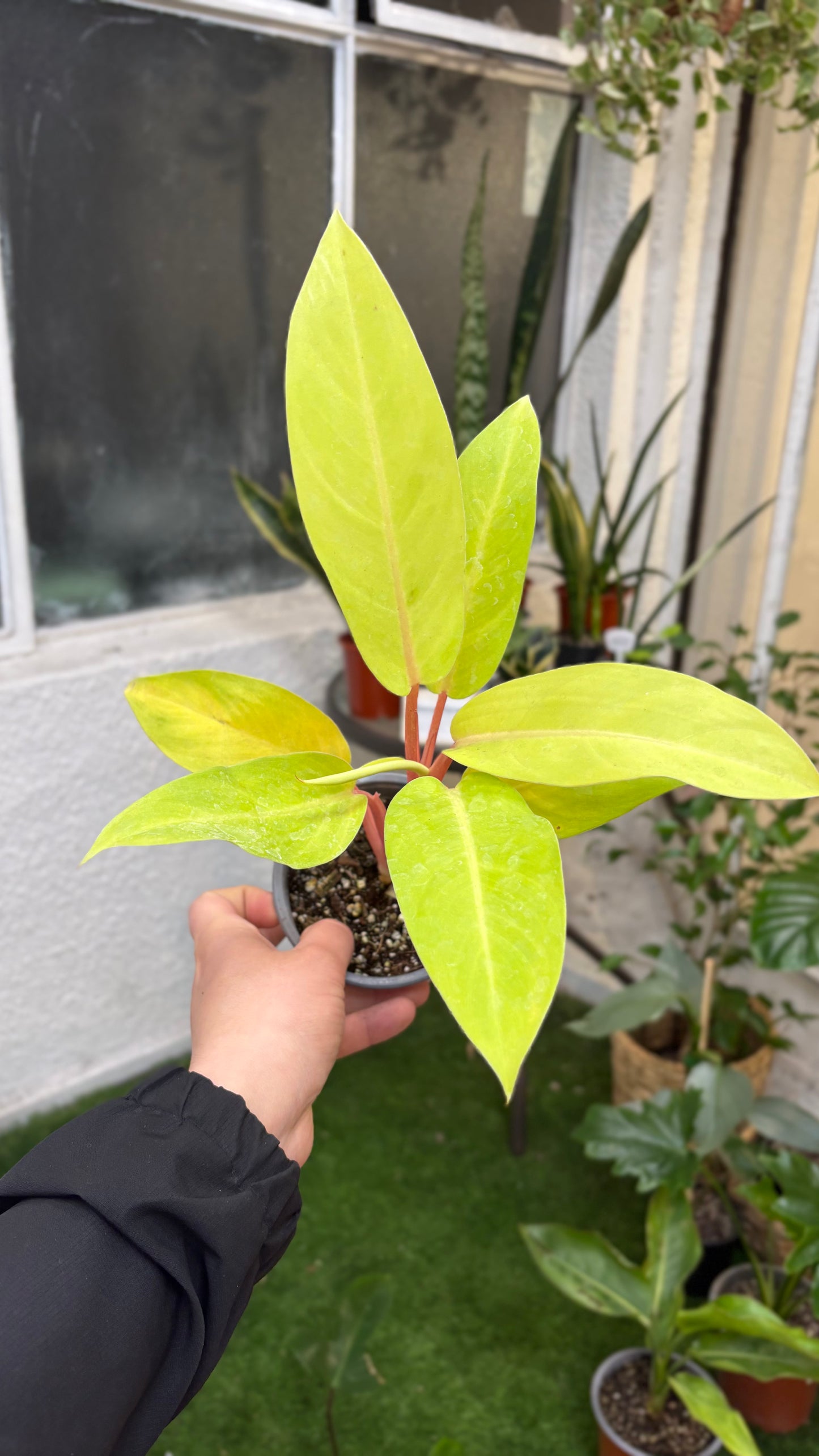 Philodendron Malay Gold – Brillo Tropical en Tonos Lima