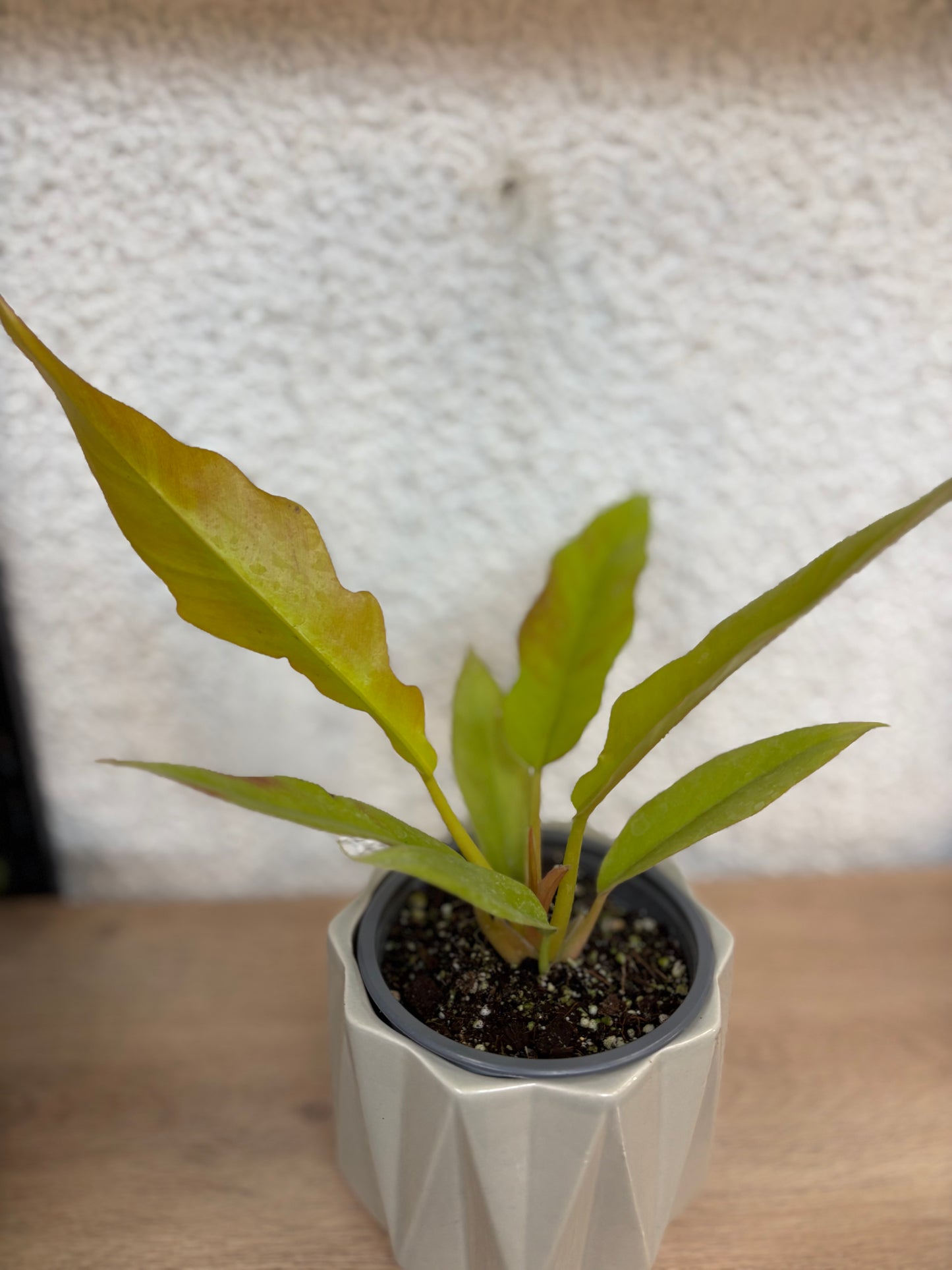 Philodendron Ring of Fire Golden – Follaje Dentado y Variegación Fiery