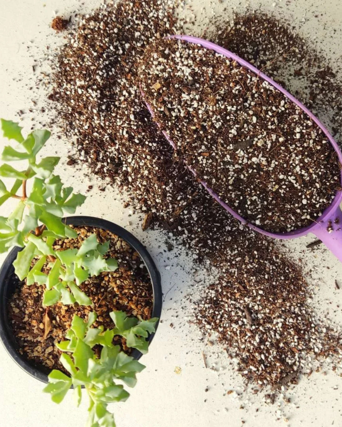 Mix Cactus y Suculentas