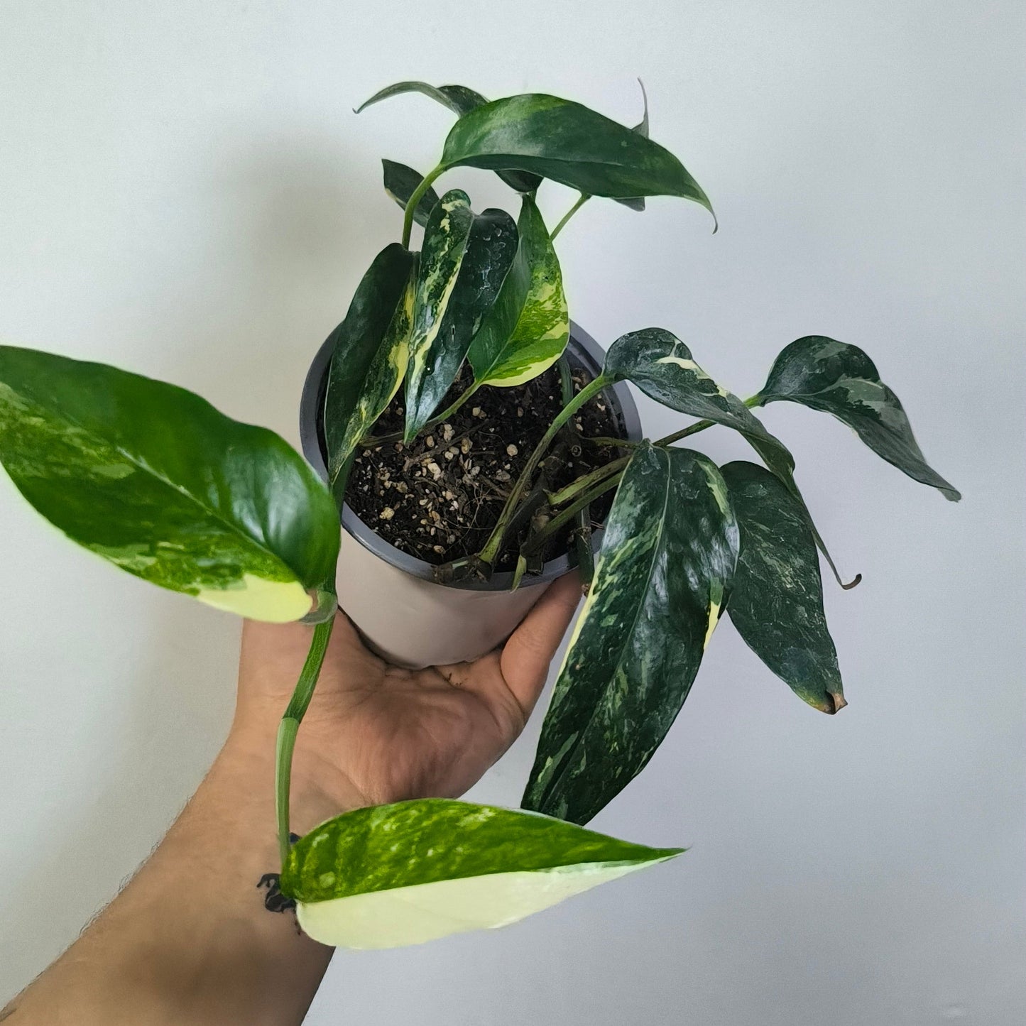 Epipremnum Pinnatum Variegado