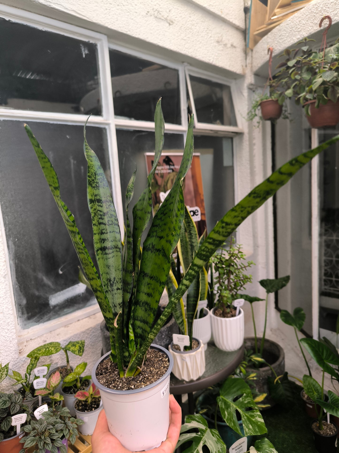 Sansevieria Zeylanica