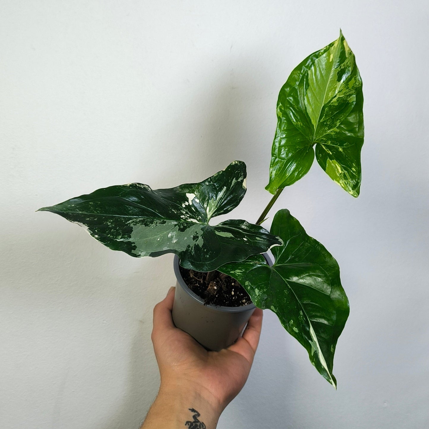 Singonio Variegado