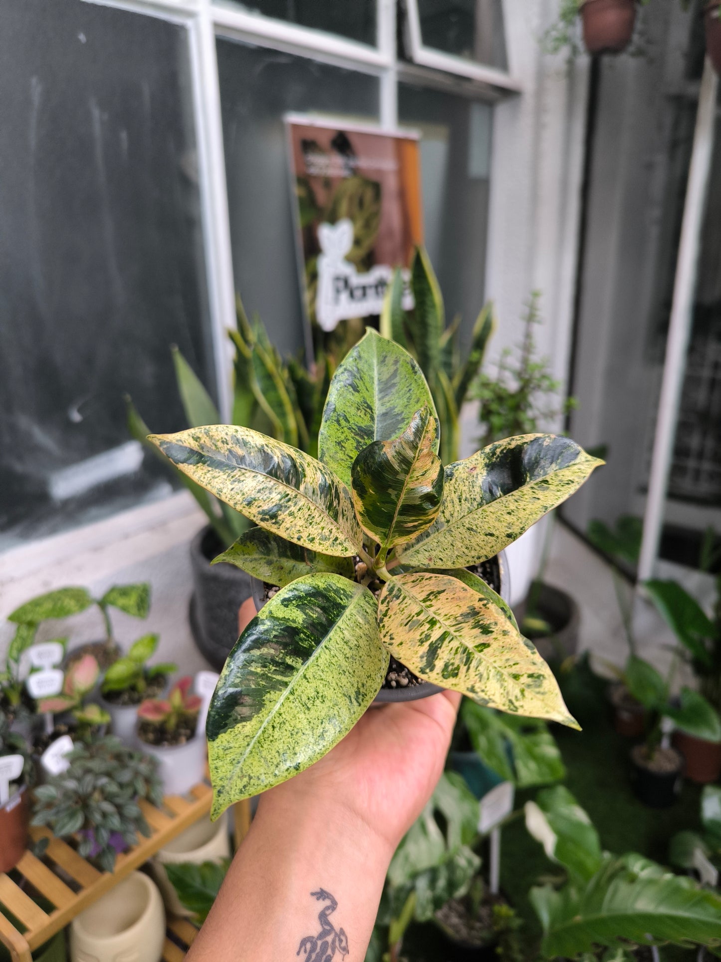 Gomero Variegado