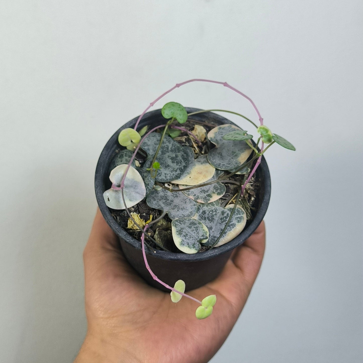 Ceropegia Variegada