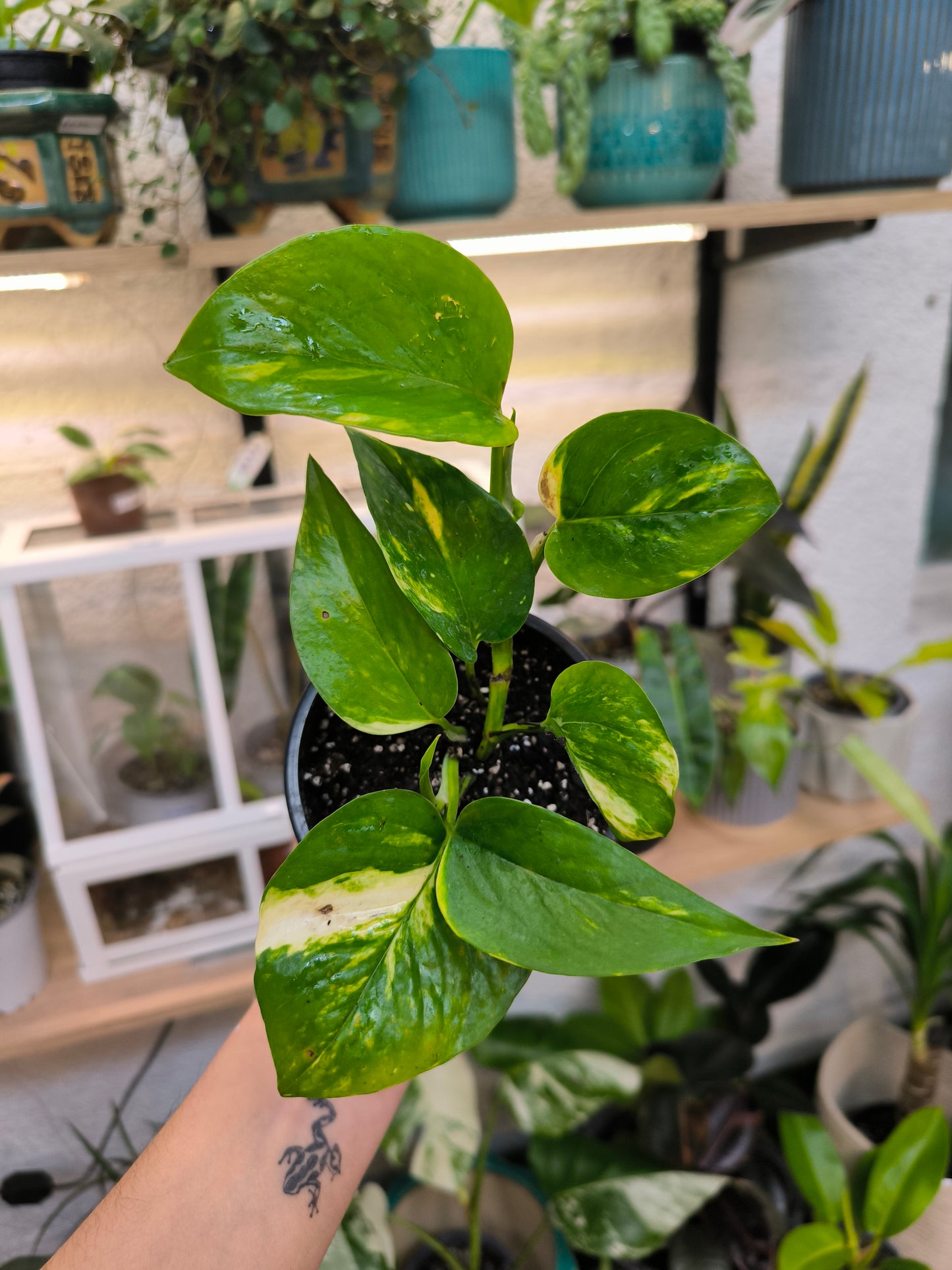 Pothus Golden
