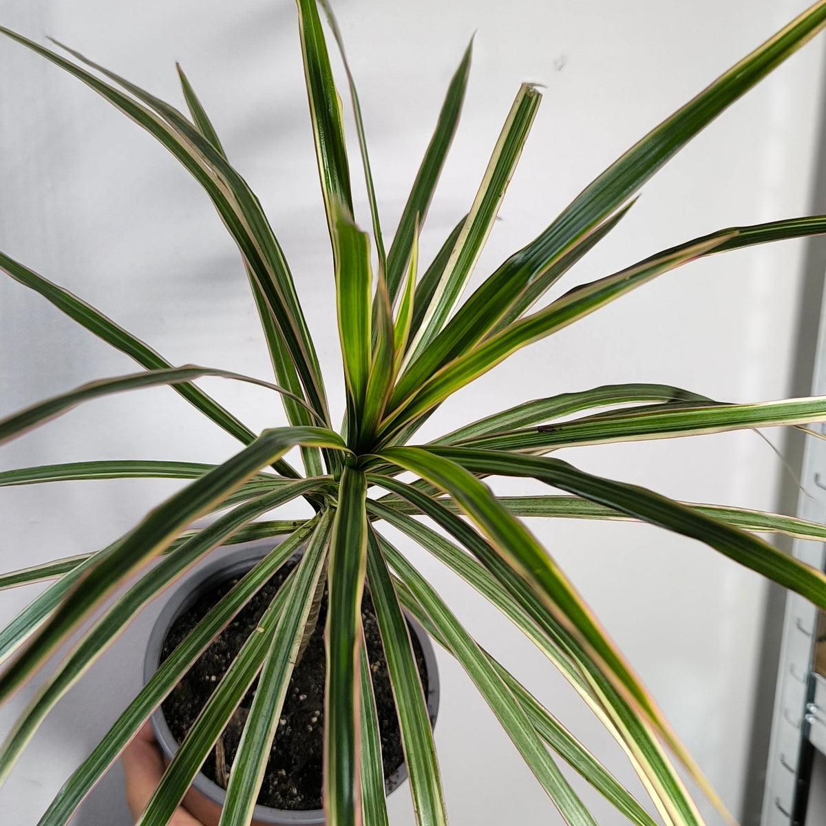 Dracena Marginata Bicolor