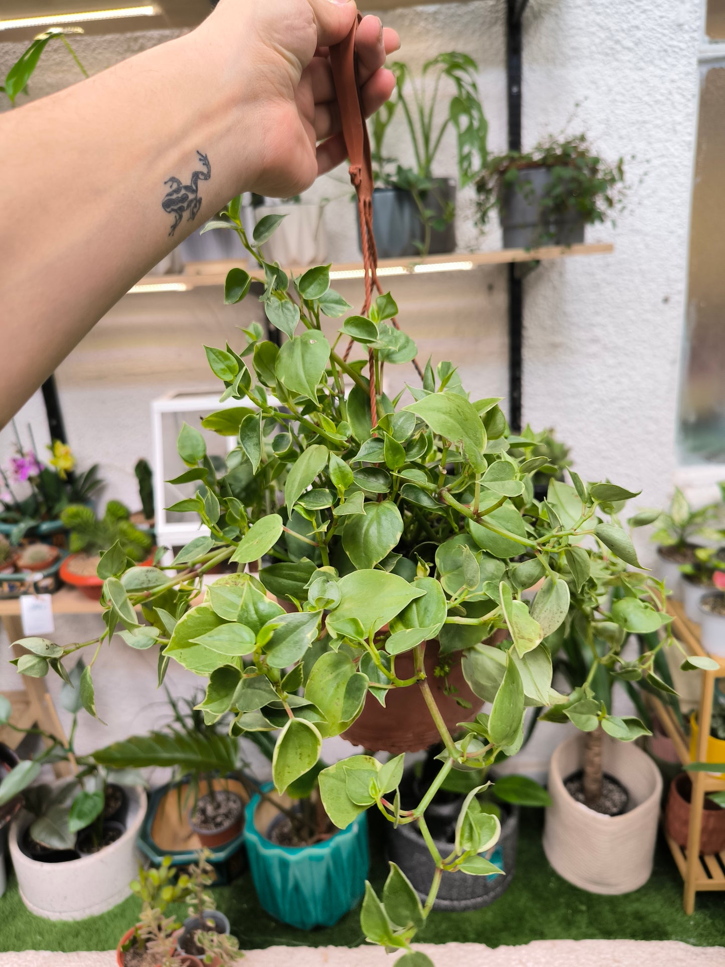 Peperomia scandens variegada