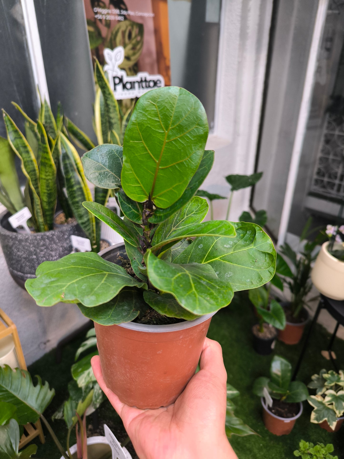 Ficus Lyrata Bambino