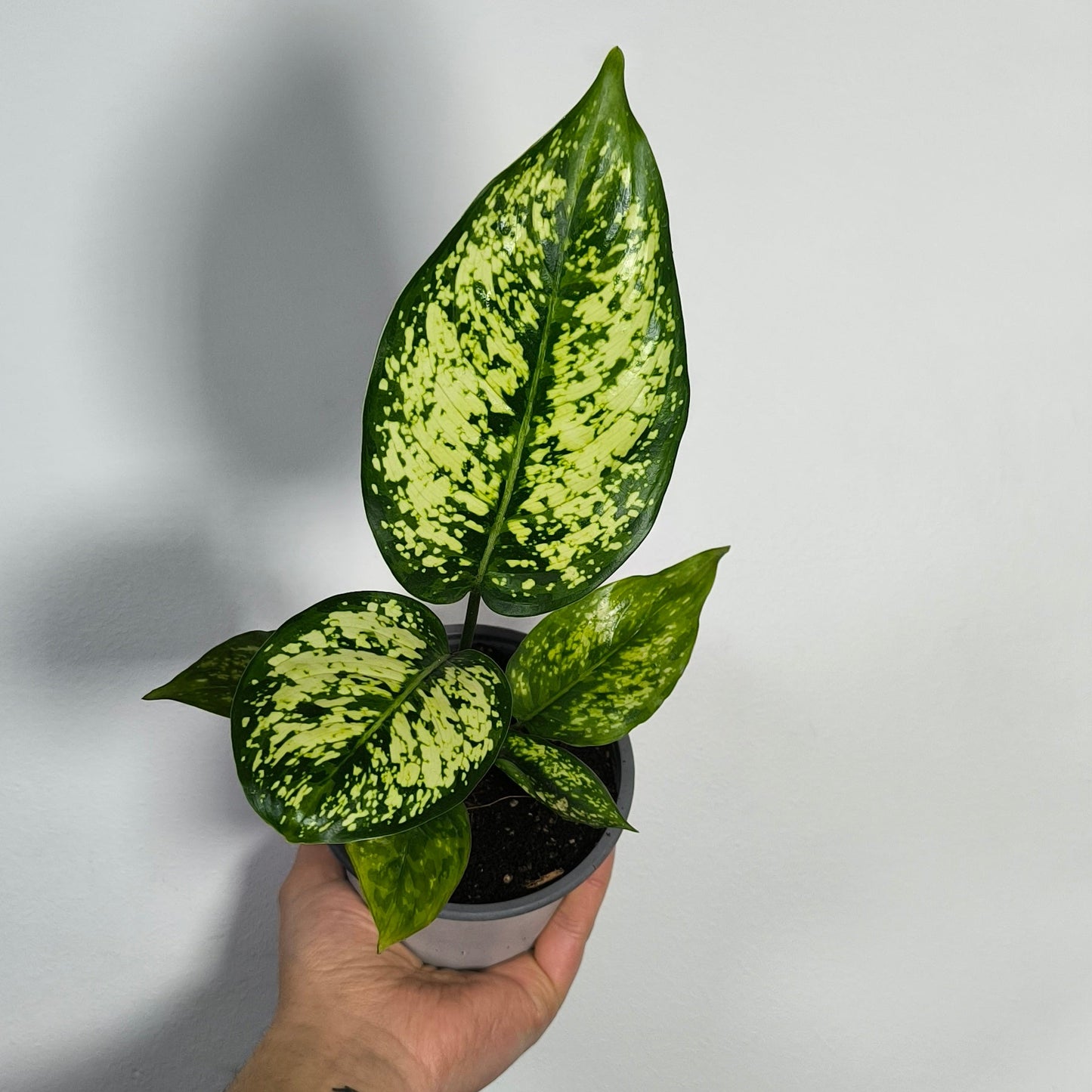 Aglaonema White Snow