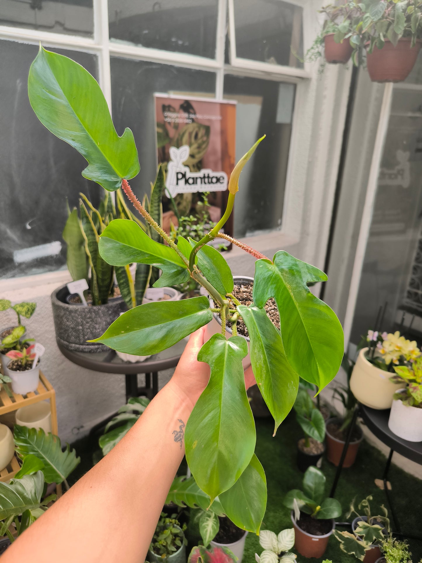 Philodendron Squamiferum