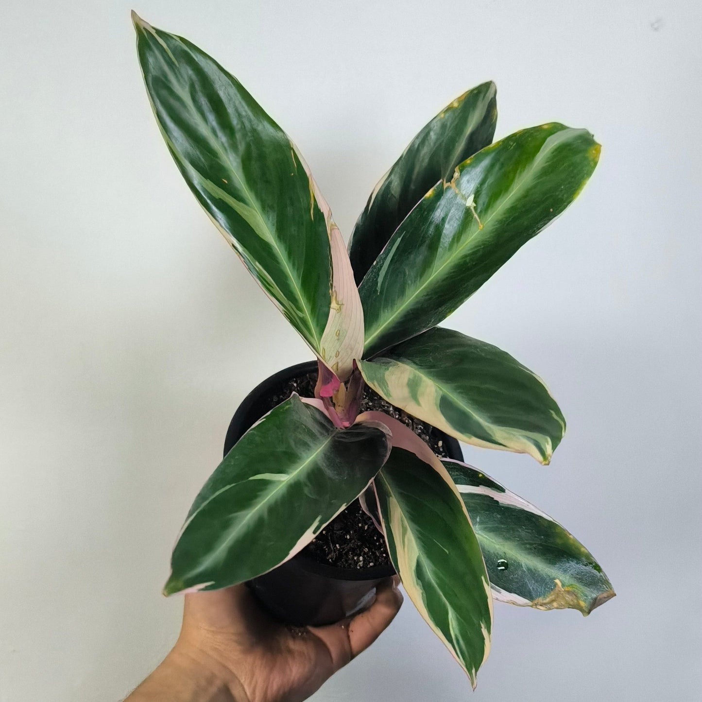 Calathea Triostar