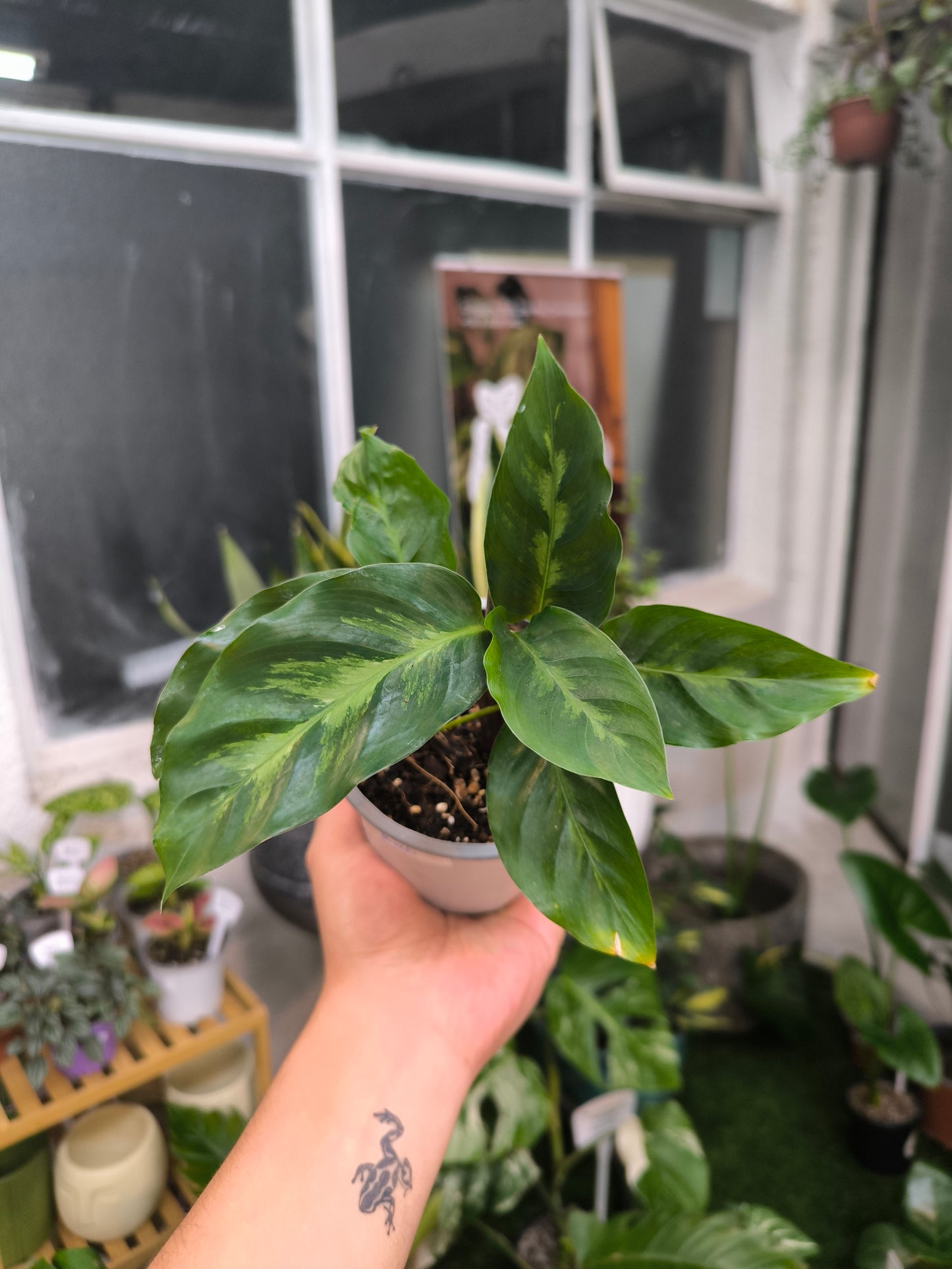 Calathea Louisae