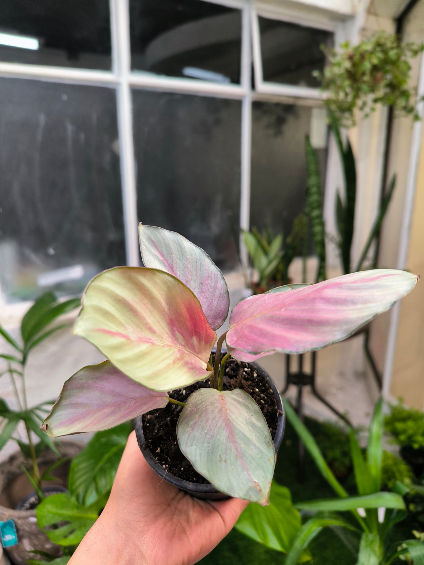 Calathea Picturata Silver Plate
