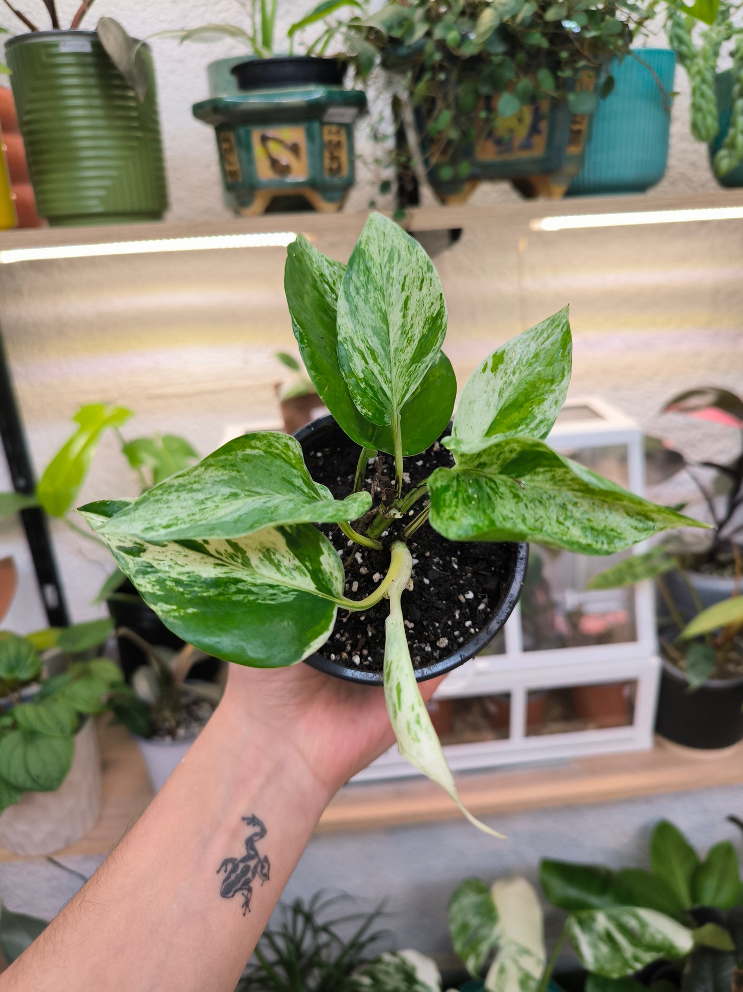Pothos Marble Queen