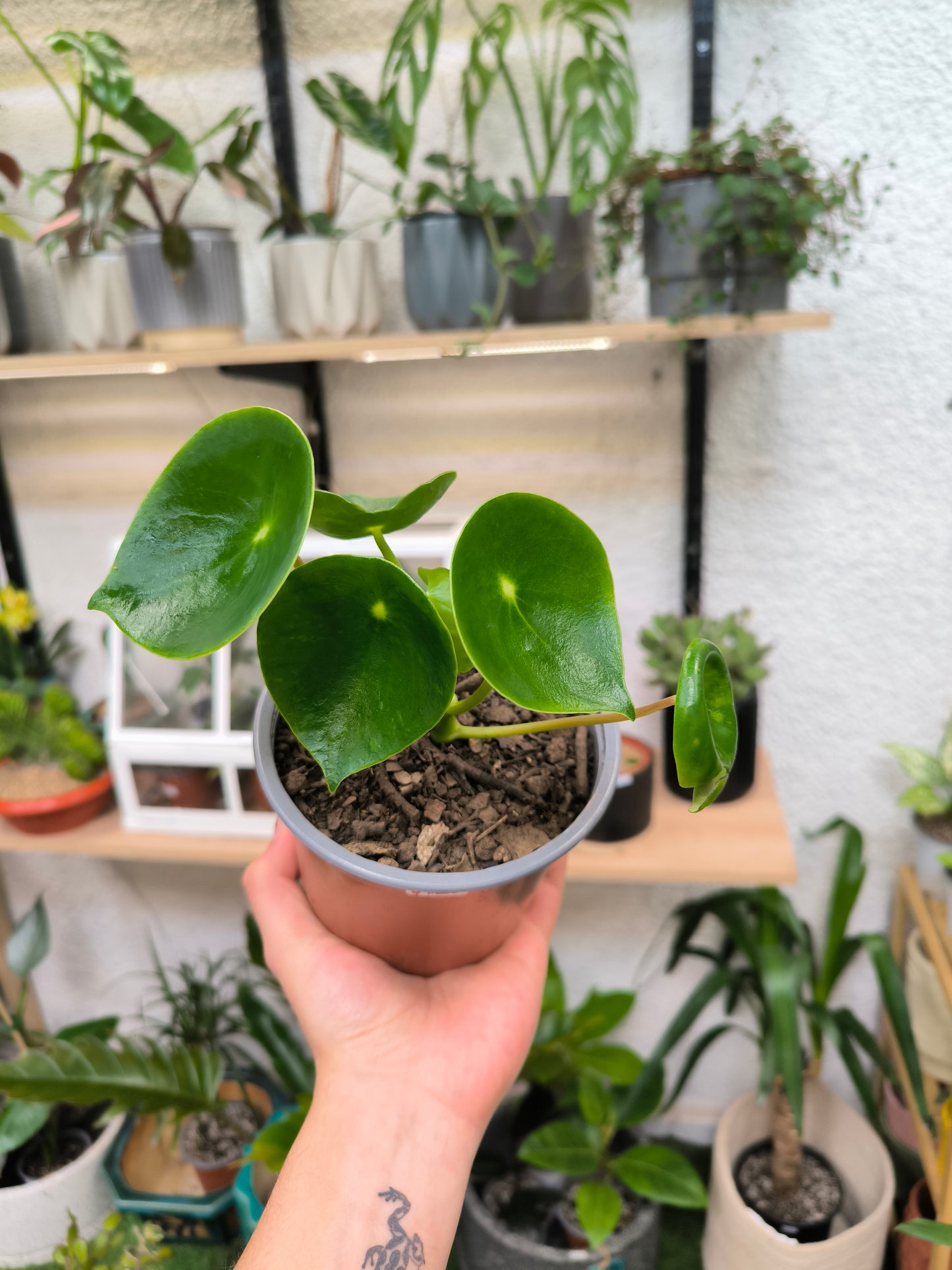 Peperomia cucharita