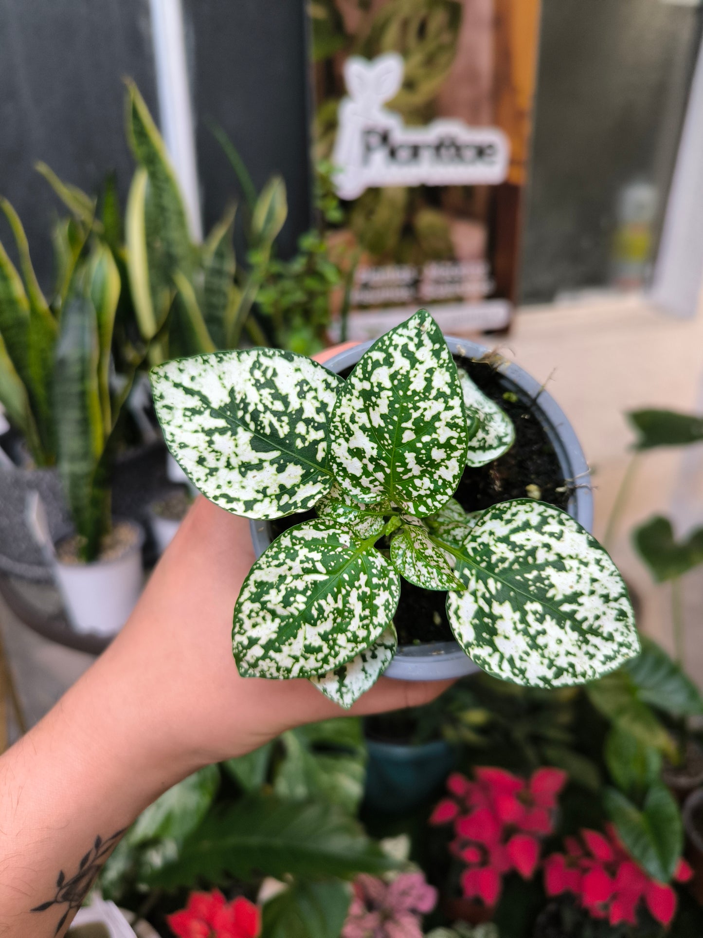 Hypoestes