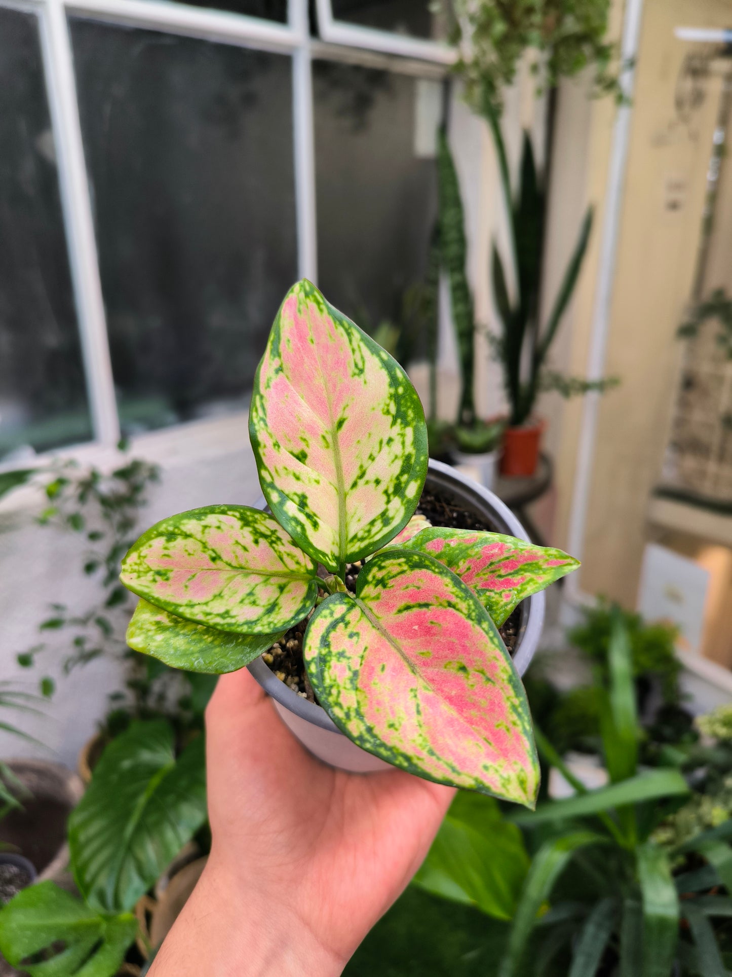 Aglaonema Aspisuis Red