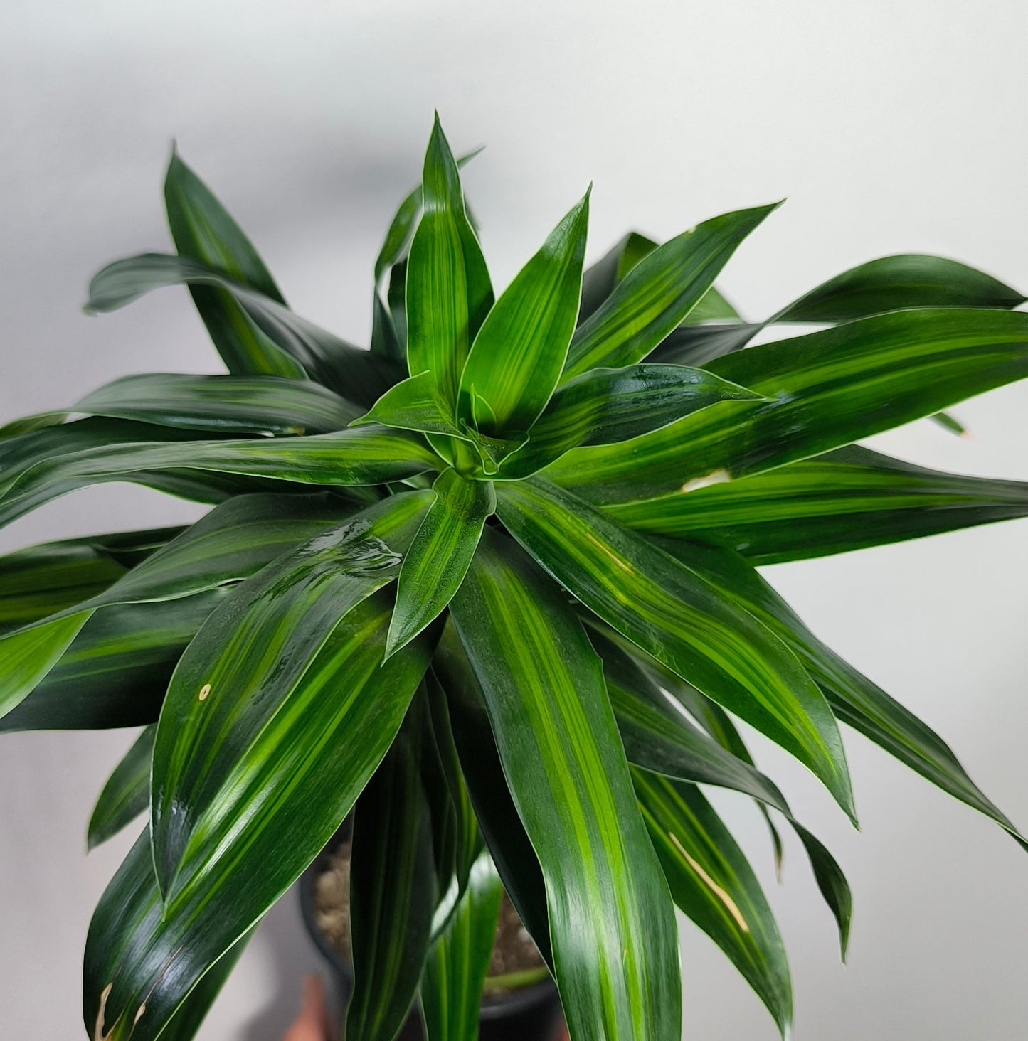 Dracena Jamaica
