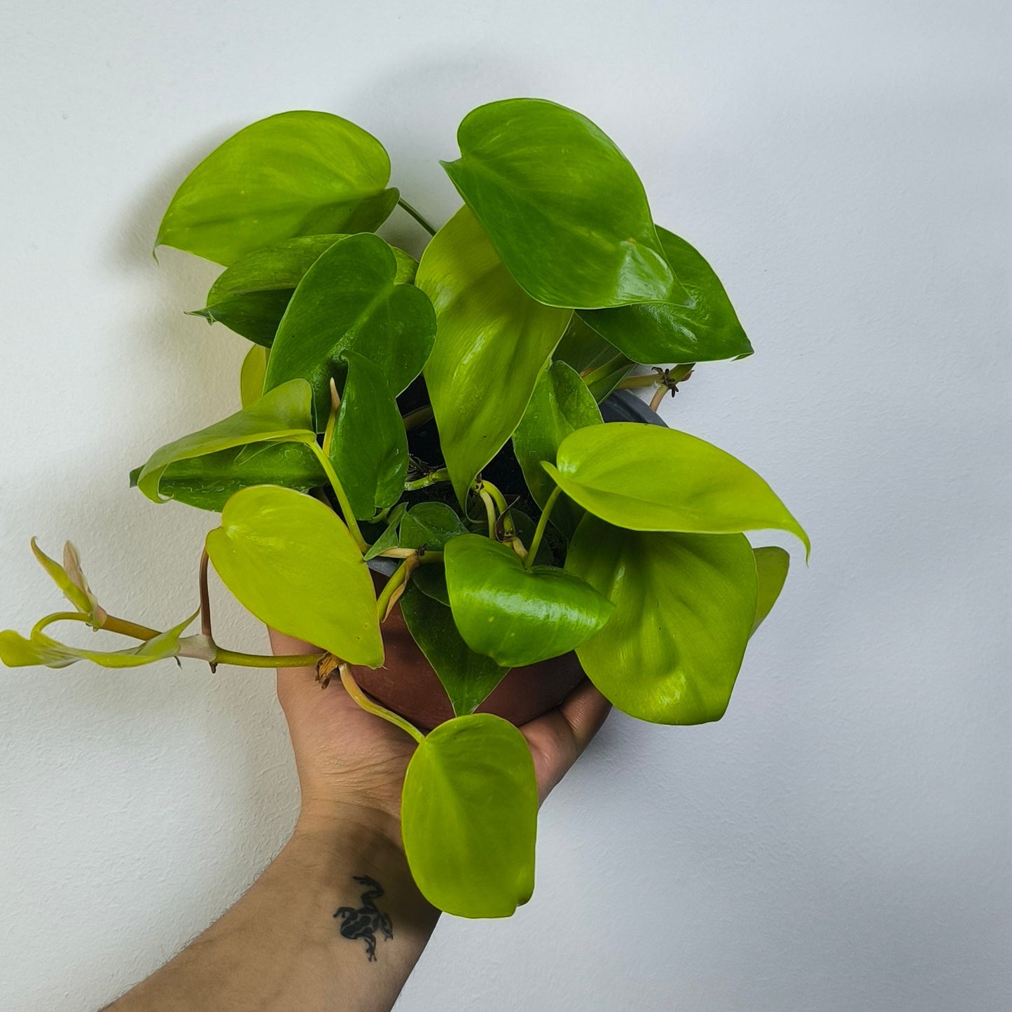 Philodendron Cordatum Lemon Lime