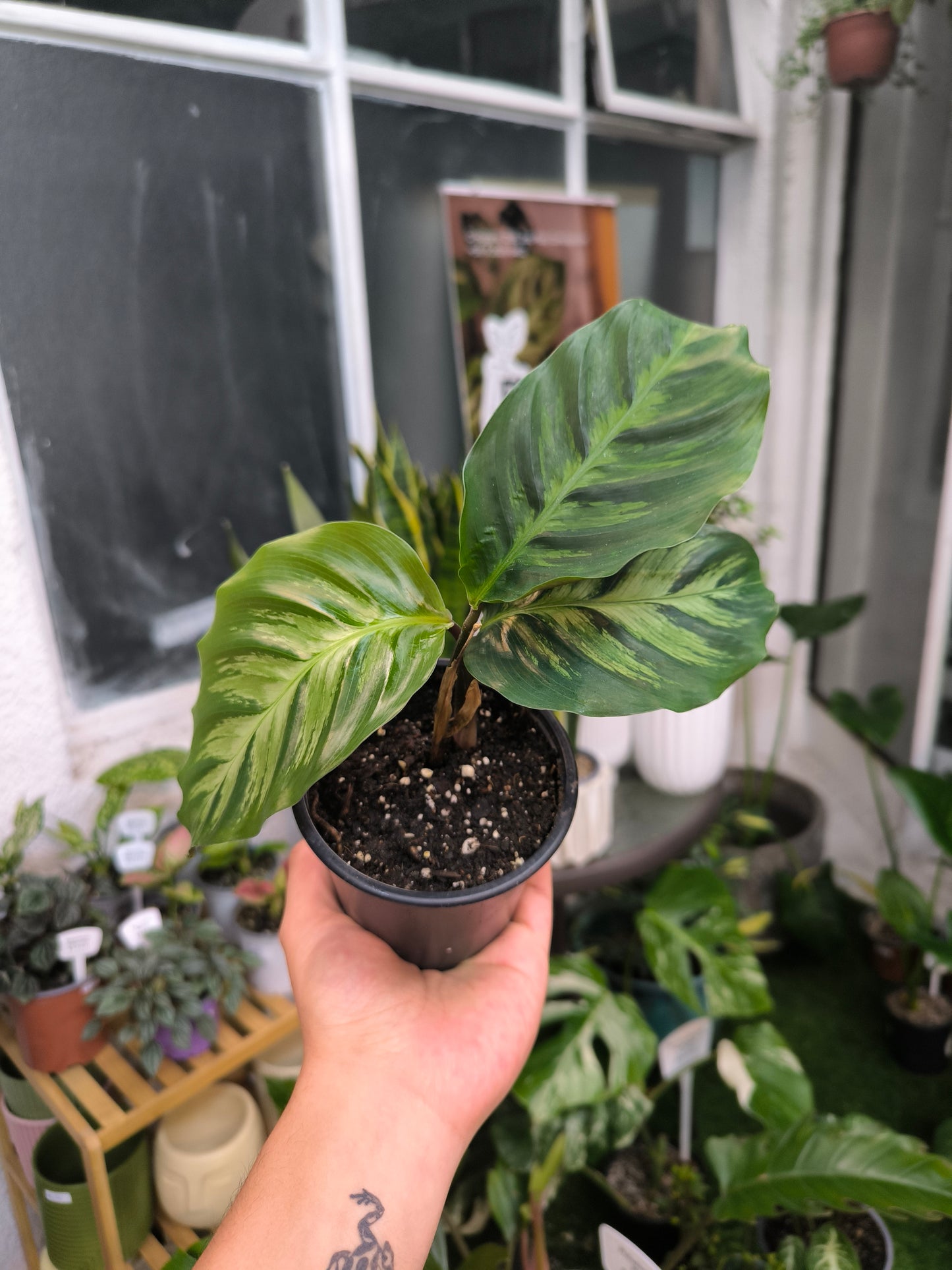 Calathea Alberti