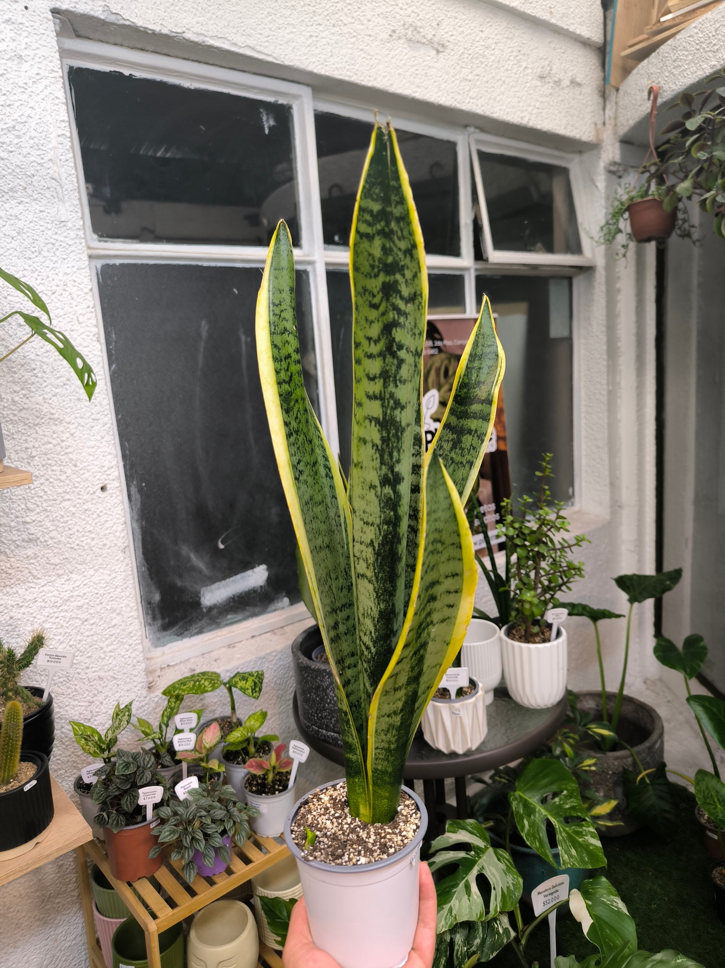 Sansevieria Superba