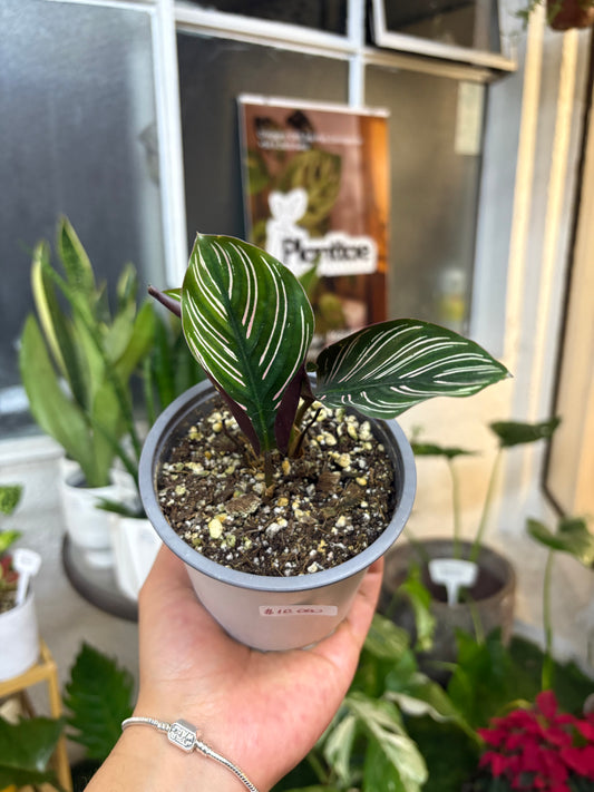 Calathea Ornata