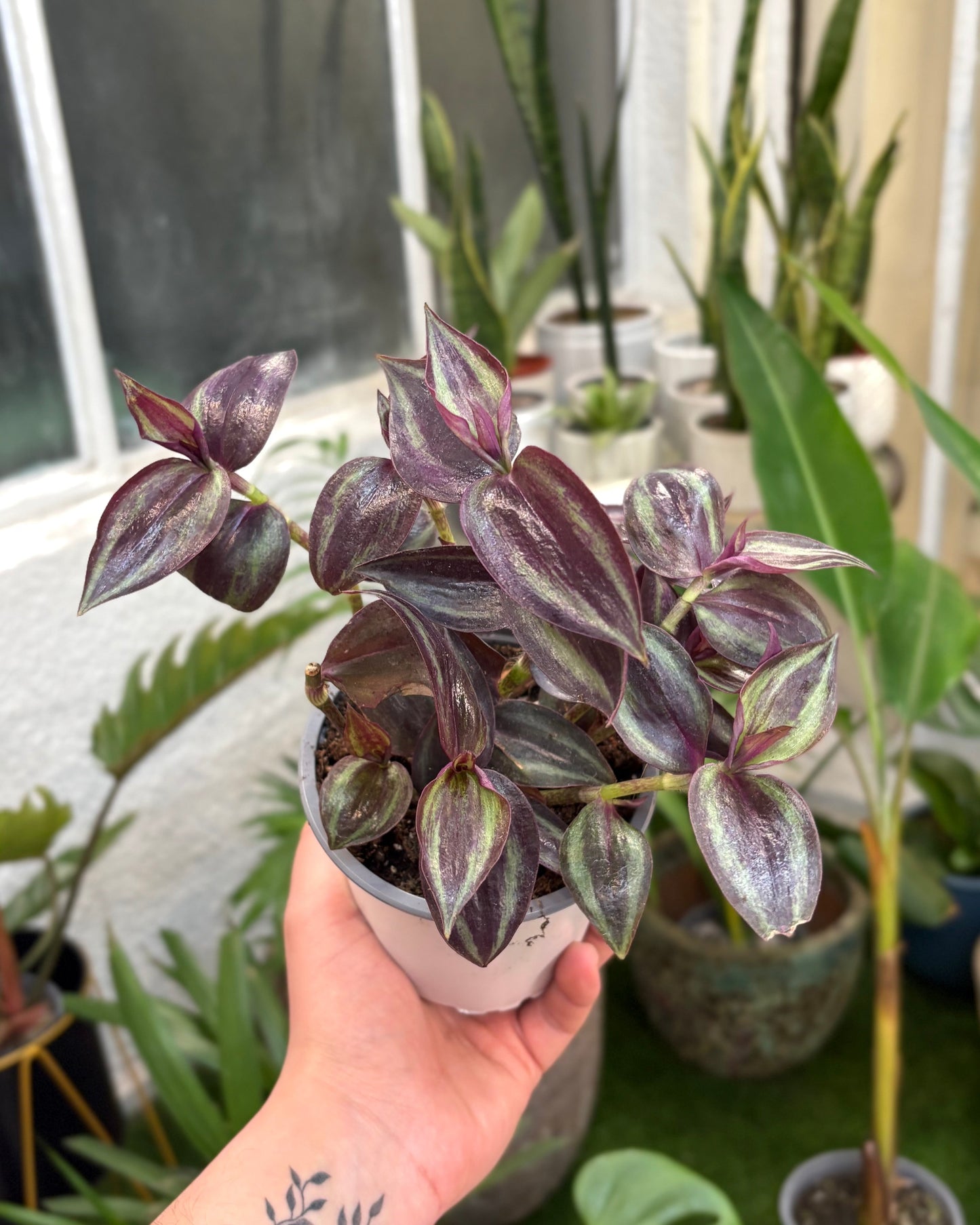 Tradescantia Zebrina