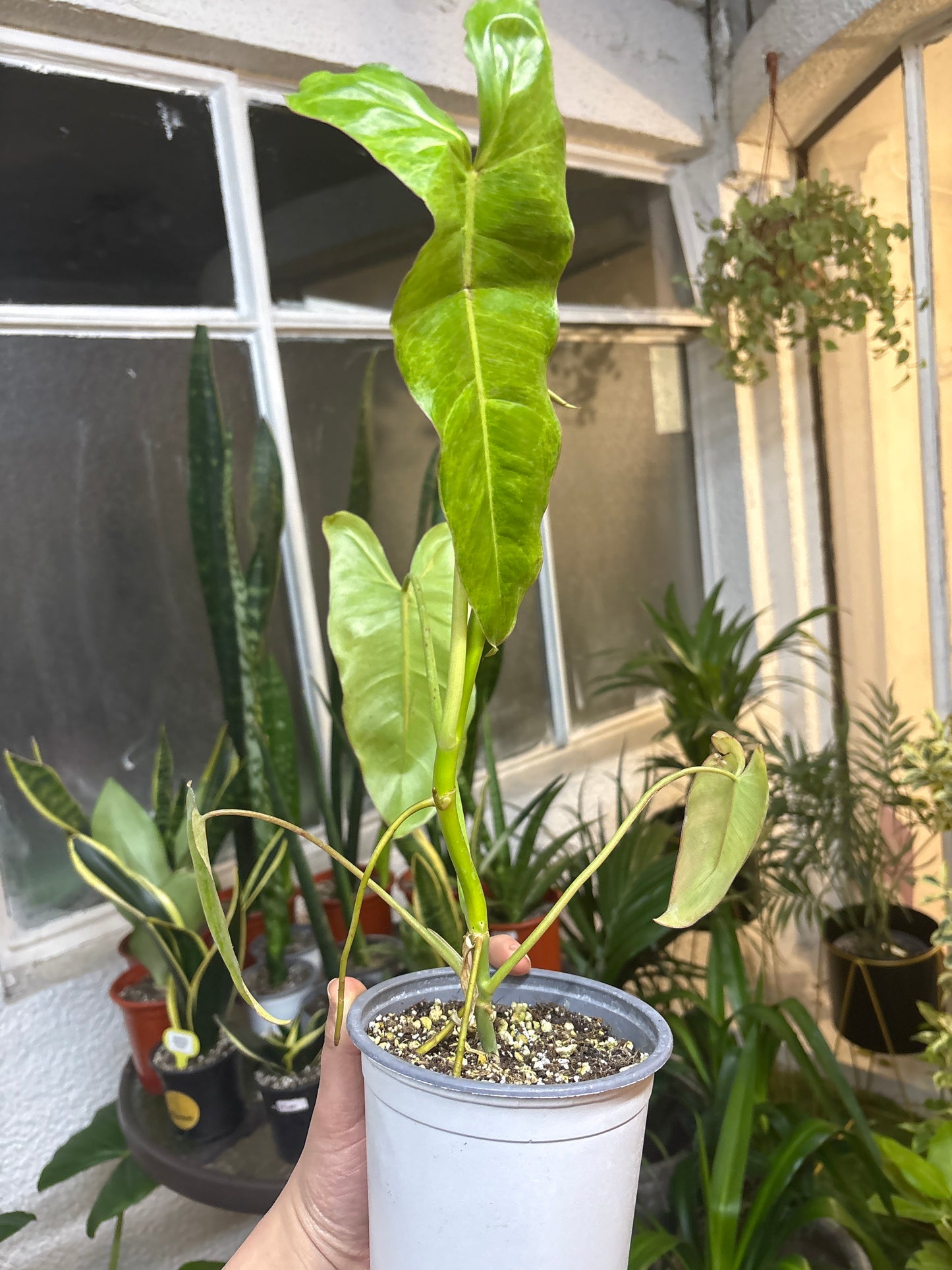 Philodendron Imbe Paraíso Verde – Variegación Irregular de Ensueño