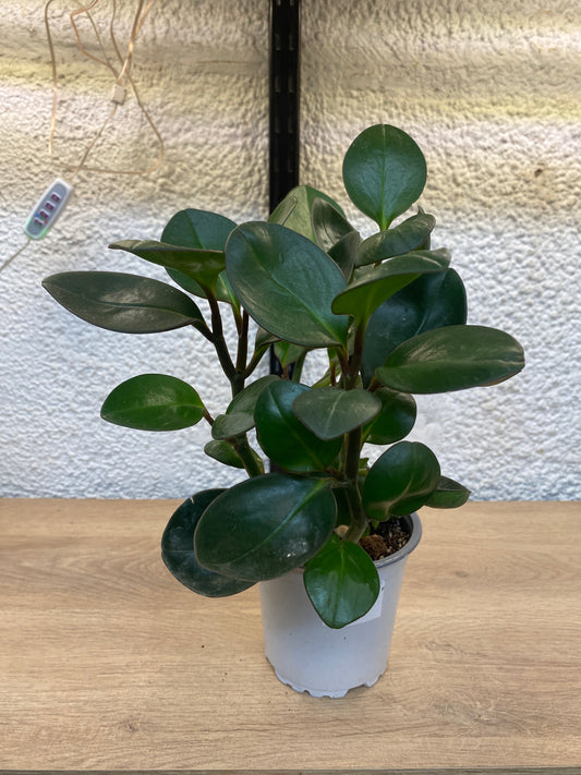 Peperomia Obtusifolia Red Edge