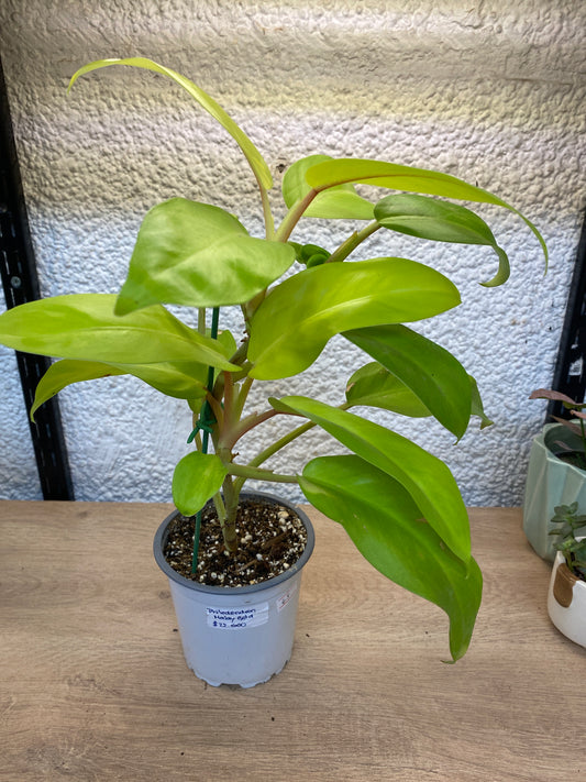 Philodendron Malay Gold