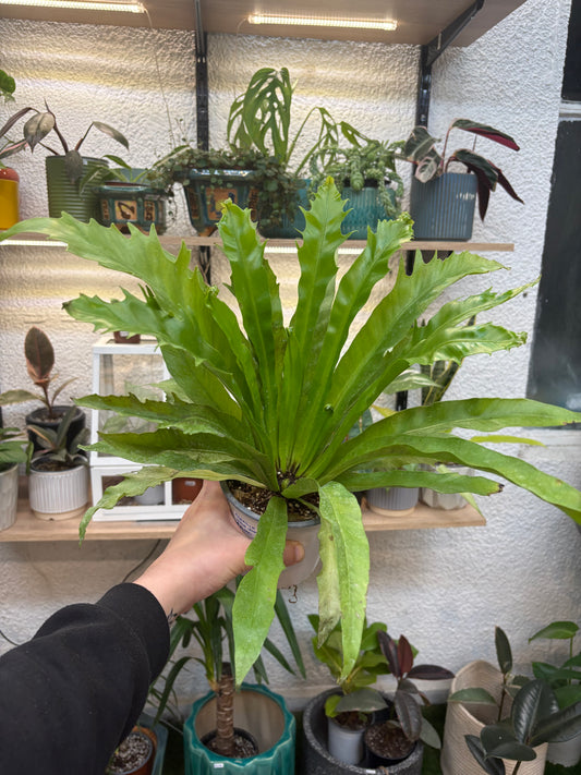 Asplenium Nidus Venus
