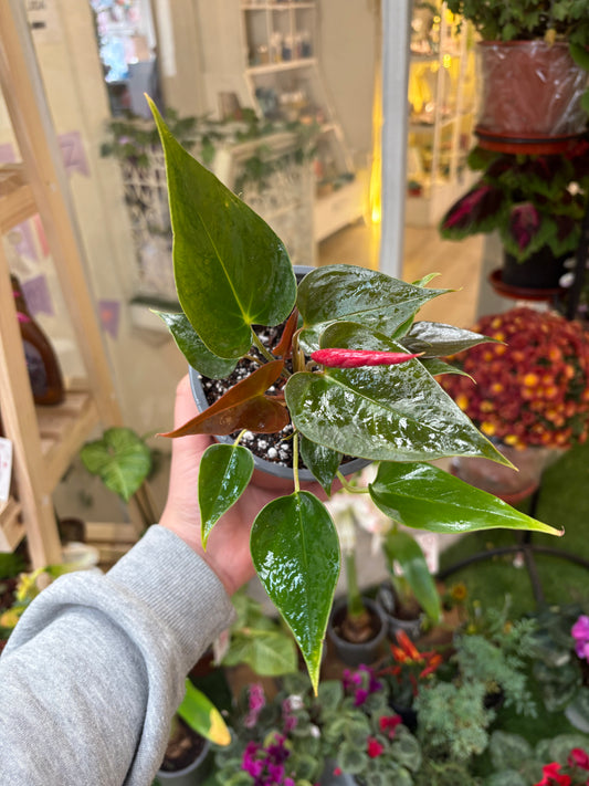 Anthurium Andreanum (Rojo)