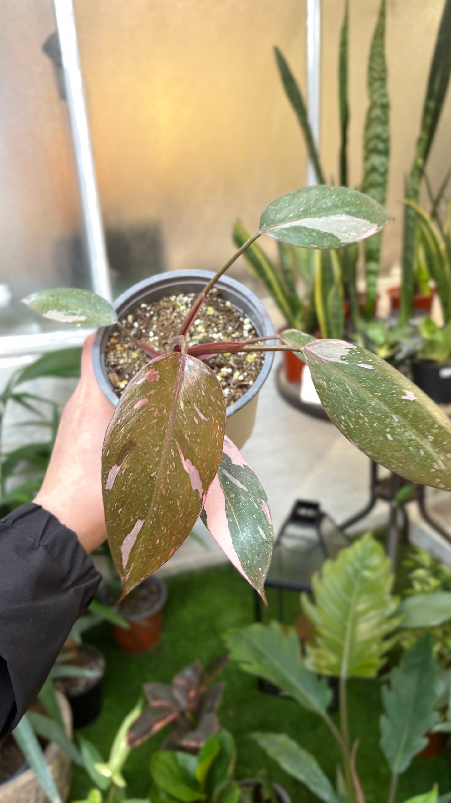 Philodendron Pink Princess Galaxy