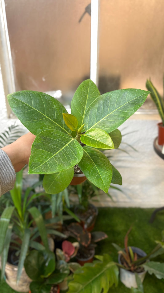 Ficus "Gomero" Altíssima
