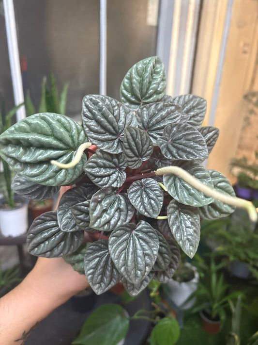 Peperomia Caperata