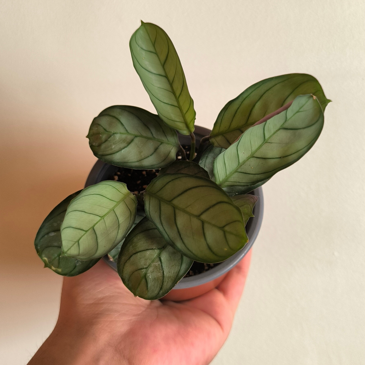 Calathea Amagris – Belleza Tropical de Bajo Mantenimiento