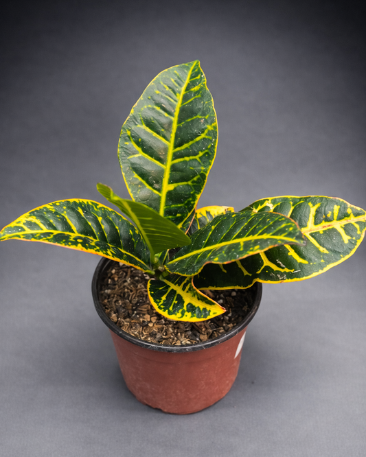 Croton Petra