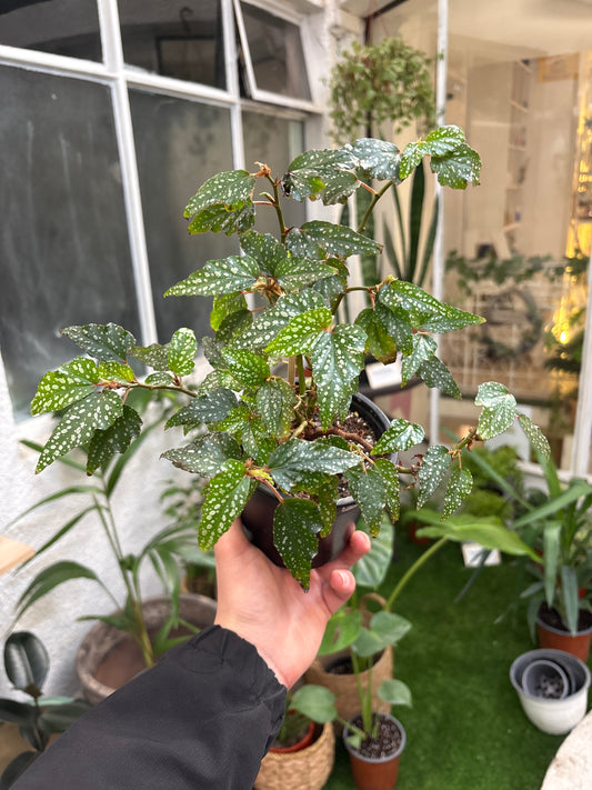 Begonia Alita de Ángel – Delicadeza Tropical con Hojas de Ensueño 💫🌿