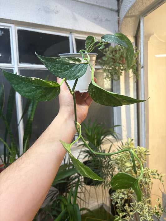 Epipremnum Pinnatum Variegado – Elegancia Tropical con Toques Marfil
