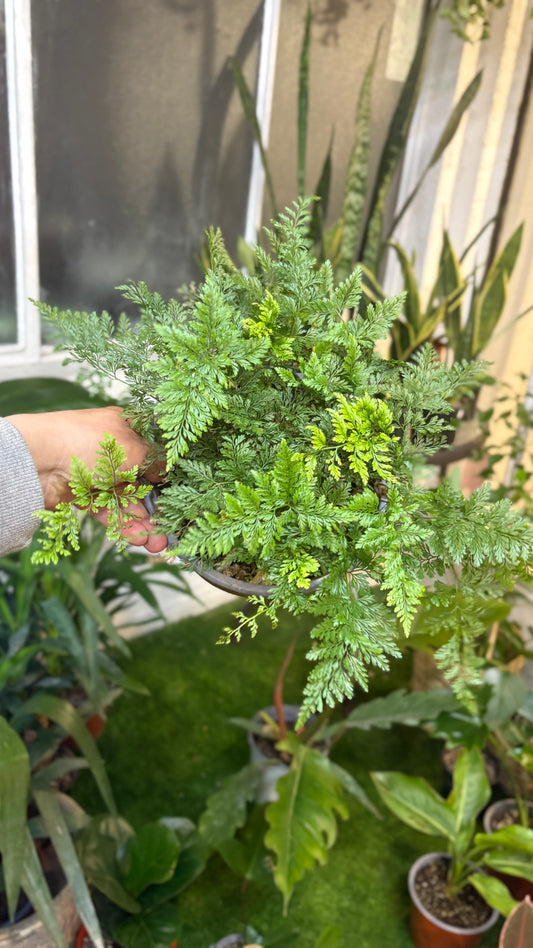 Helecho Pata de Conejo – Textura Silvestre y Encanto Tropical para tu Espacio