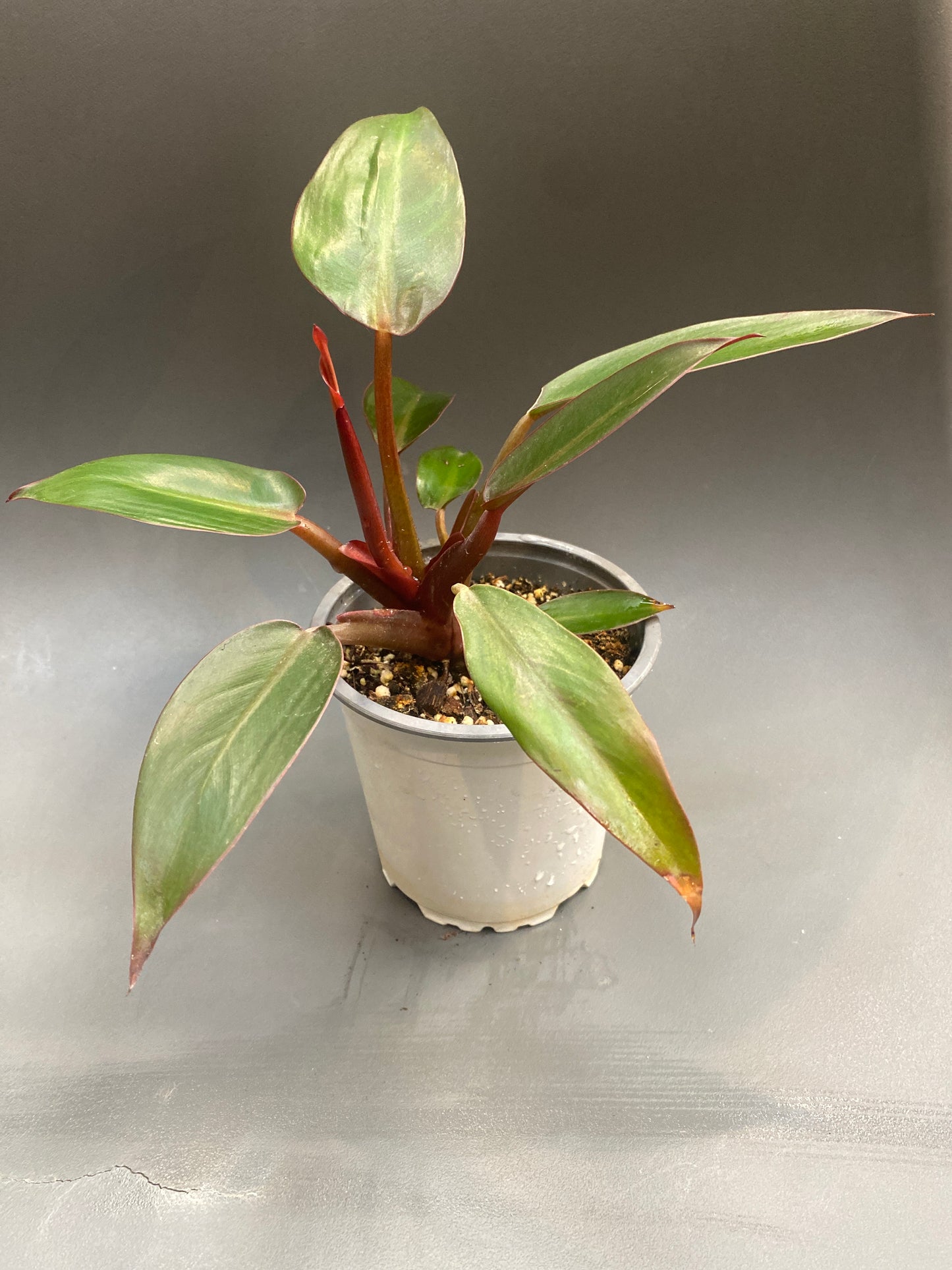 Philodendron Red Sun