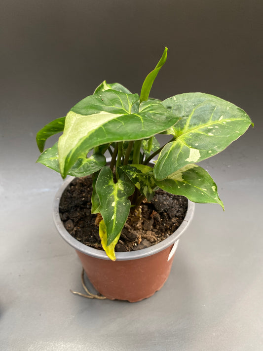 Singonio Panda Galaxy