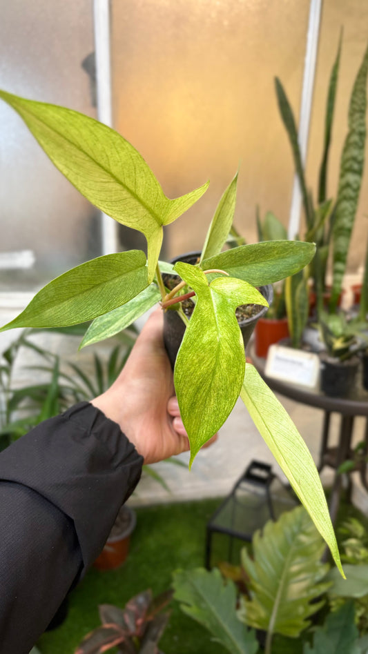 Philodendron Florida Ghost