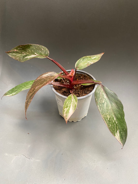 Philodendron Pink Galaxy