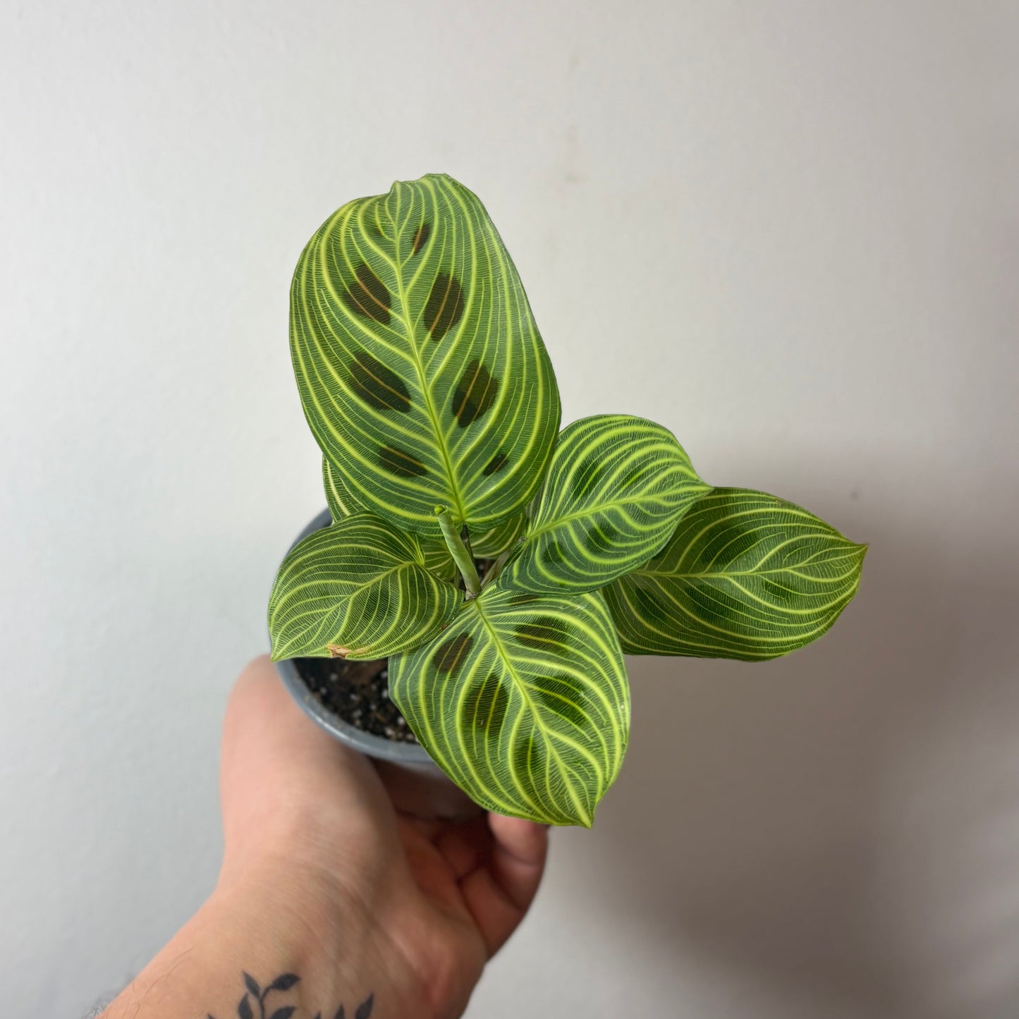 Maranta Light Veins