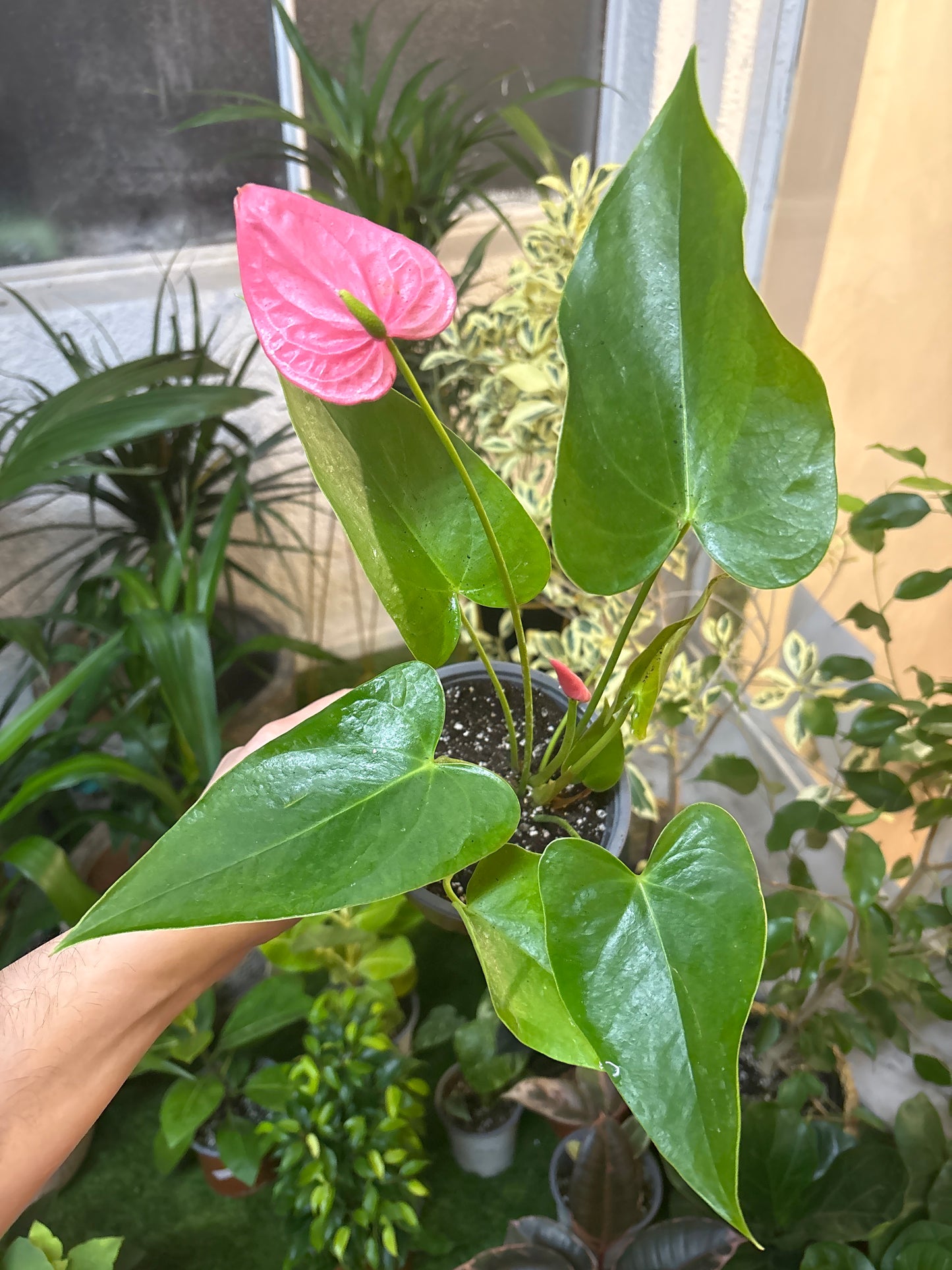 Anthurium Andreanum Fucsia – Floración Duradera y Color que Enamora