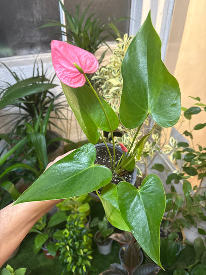 Anthurium Andreanum Fucsia – Floración Duradera y Color que Enamora
